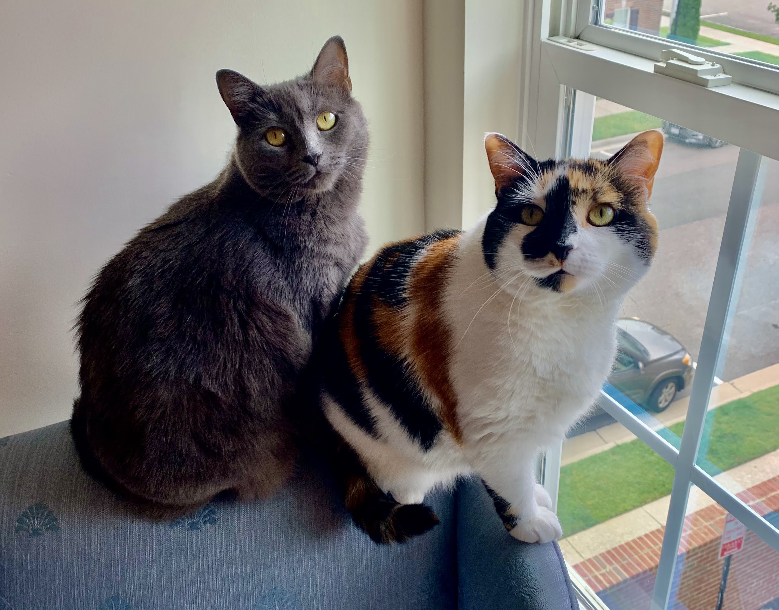 Chessie and Rey Cover
